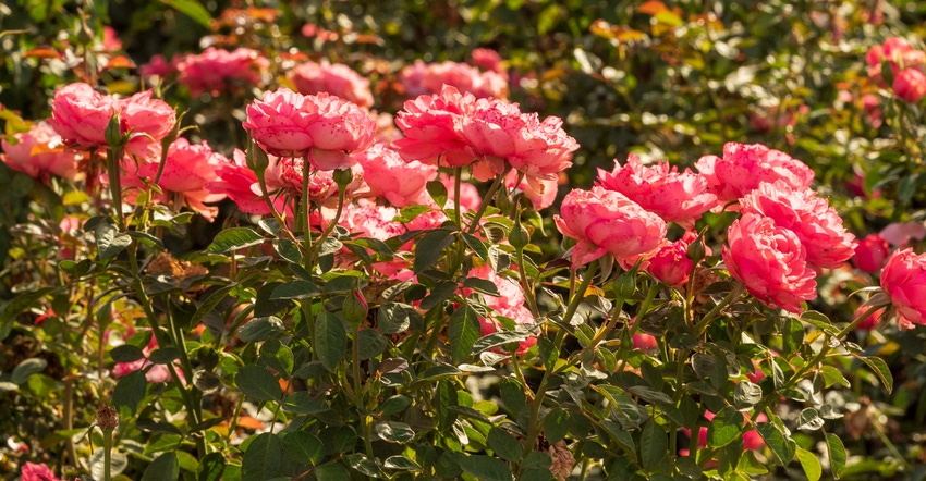 wfp_todd_fitchette_roses-0288.jpg wfp_todd_fitchette_roses-0288.jpg