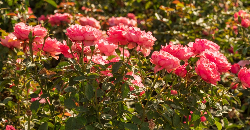 wfp_todd_fitchette_roses-0288.jpg