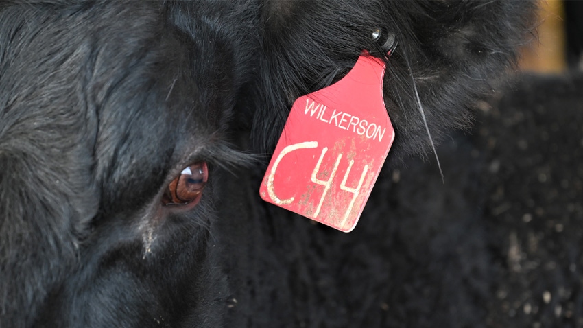 closeup of cow ear tag