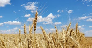 swf-shelley-huguley-wheat-grain-20.jpg