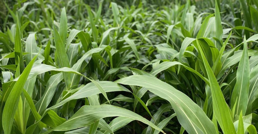 Sorghum Sorghum