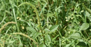 Palmer amaranth weed