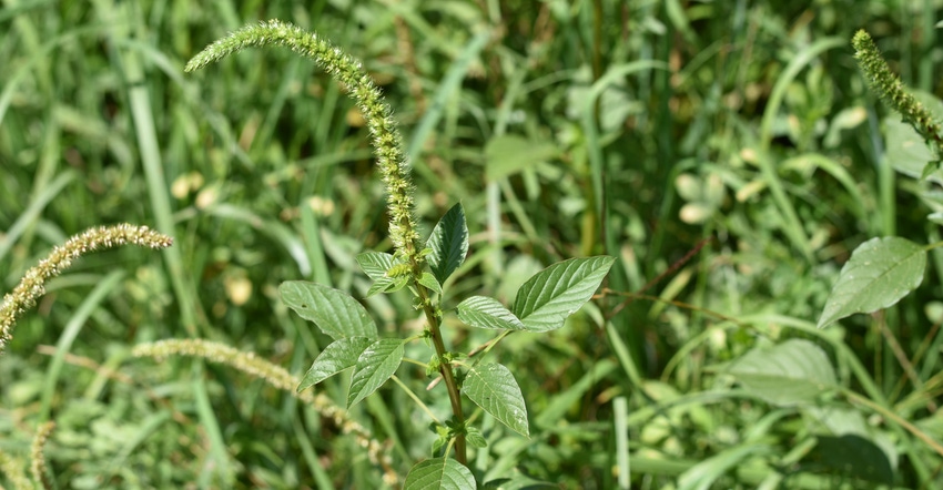 Palmer amaranth weed