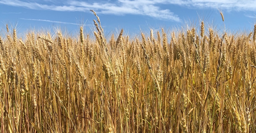wheat field against blue sky wheat field against blue sky