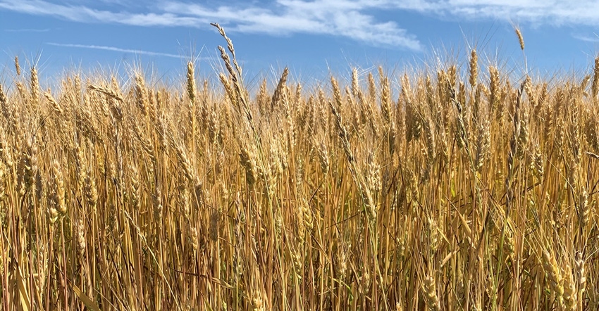 wheat field against blue sky