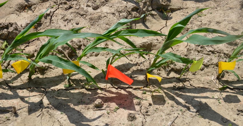 young corn seedlings in field next to different colored flags