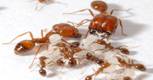 Scientists use poison frogs to kill fire ants