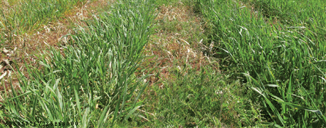 cover_crop_questions_are_answered_new_isu_publication_1_636057766944160000.gif