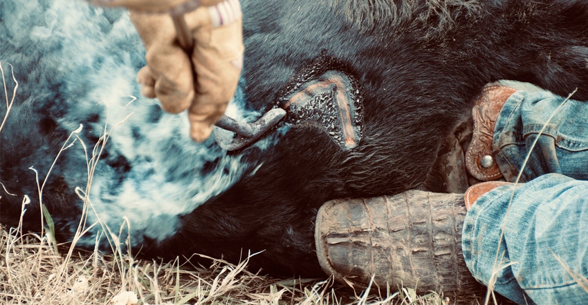 Cow being branded