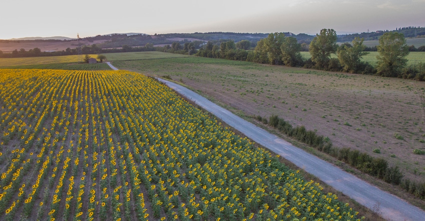 view of sunflower field from drone