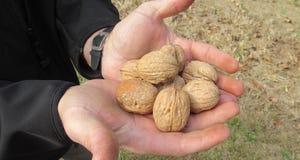 WFP-hearden-walnuts-handful.JPG