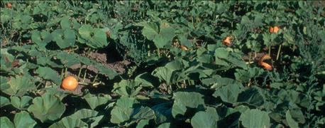 cover_crops_arent_corn_soybeans_anymore_1_636080855955150329.jpg