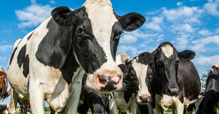 Dairy cows in field