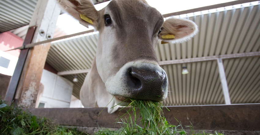 cow eating fresh green feed in stable