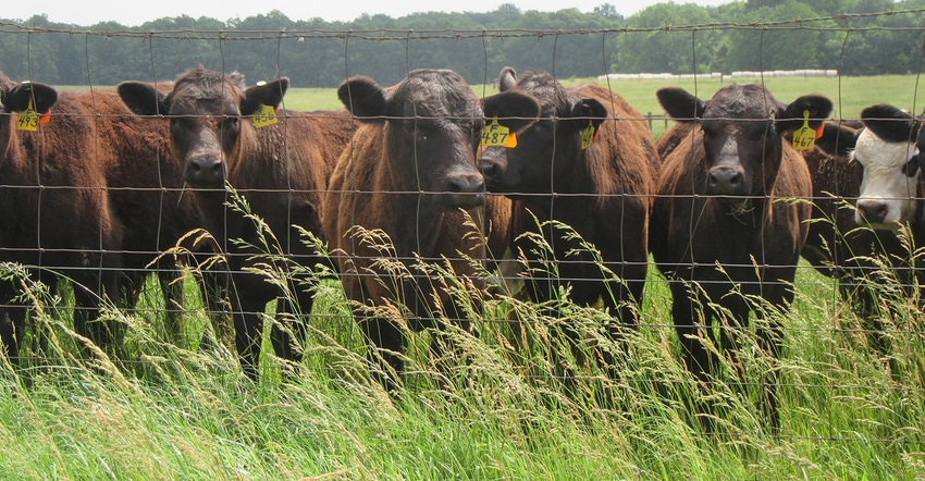 black cows seen through wire fenceline
