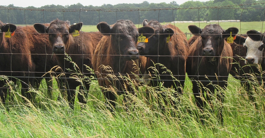 black cows seen through wire fenceline black cows seen through wire fenceline