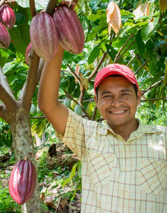 Nicaraguan farmer with cacao plants