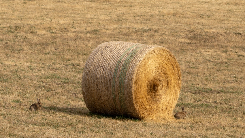 rabbit next to hay bale