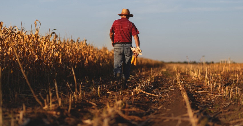 farmer walking along cornfield with corn in hand