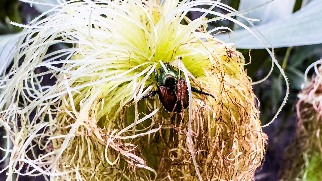 japanese beetles have emerged as silk clippers during pollination