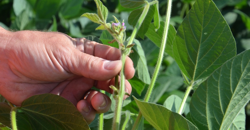 soybean plant is approaching the R3 stage