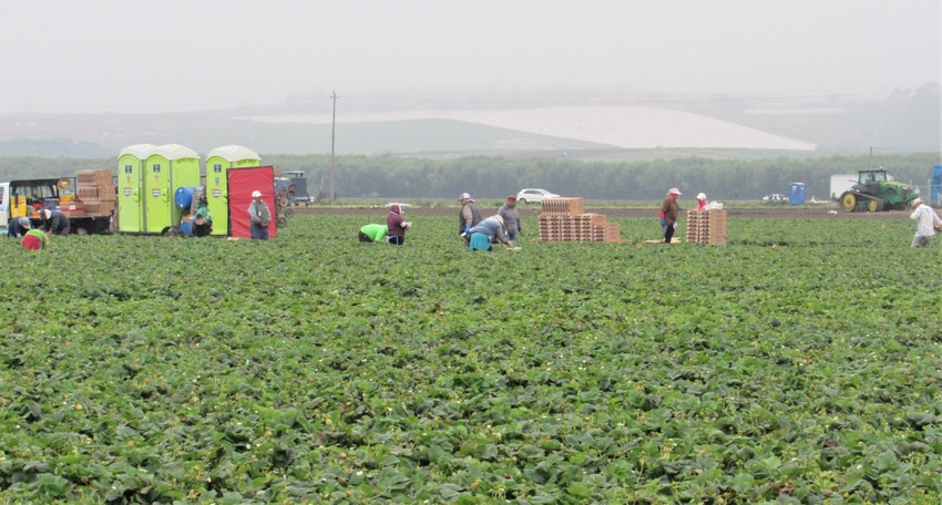 Strawberry harvest Strawberry harvest