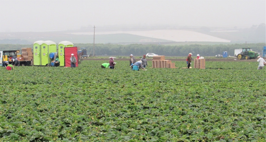 Strawberry harvest