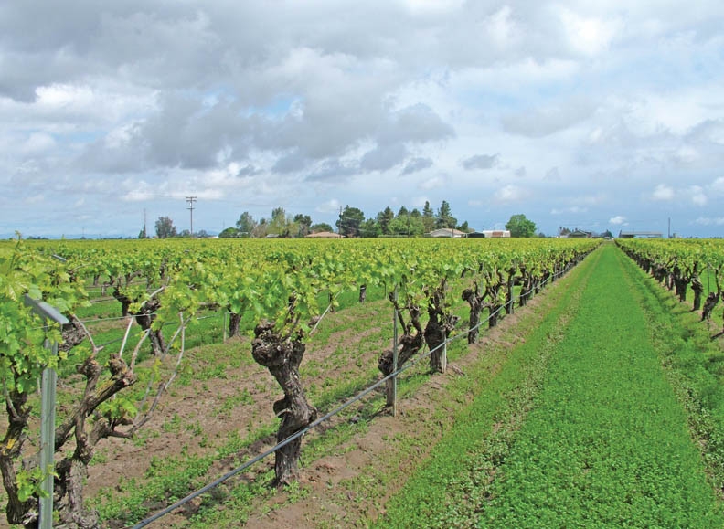 Thompson 2024 seedless grapes