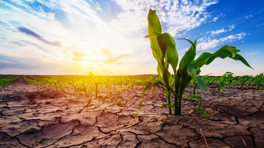 Dry corn Dry corn