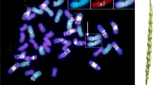 A chromosome segment from Aegilops ventricosa and wild wheat relative Aegilops ventricosa