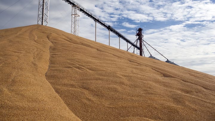 USDA yield shocker sends corn sinking to 8-week low
