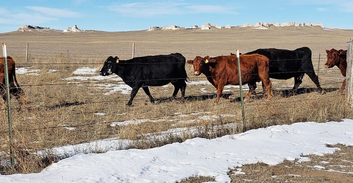 beef cattle walk into grazing paddock