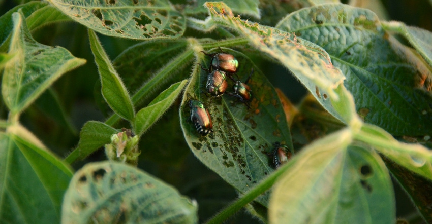 Japanese beetles on soybean leaves