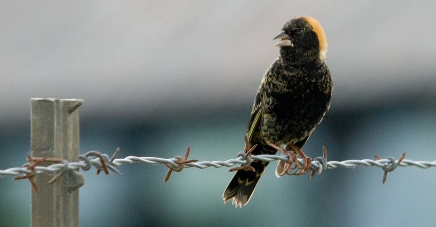 bobolink bird sitting on barbed wire fence