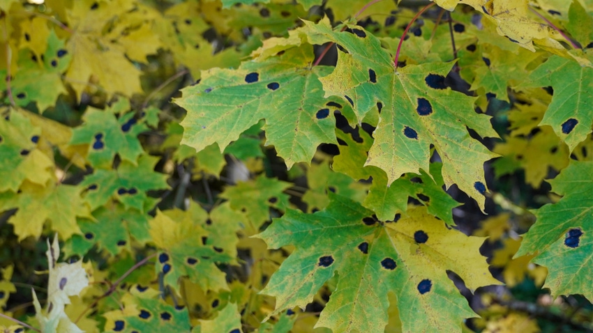 Tar spot on maple leaves Tar spot on maple leaves