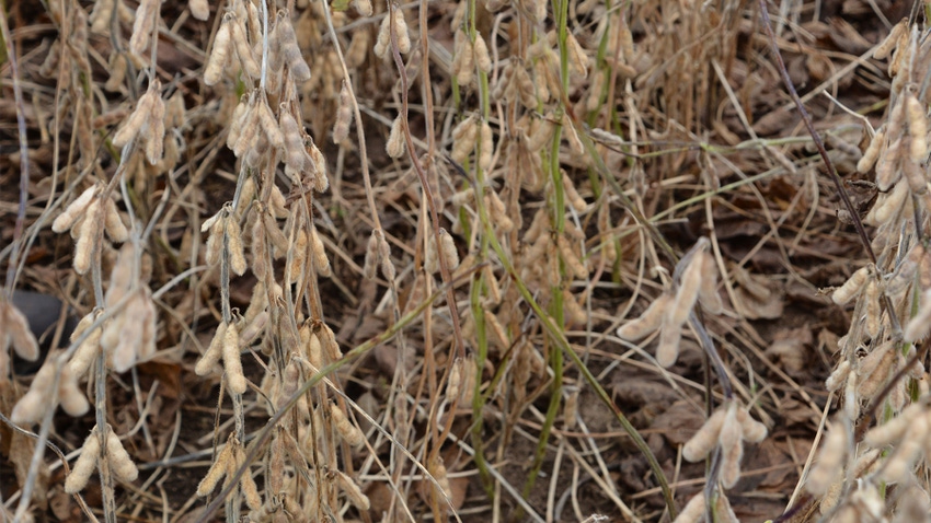 A close-up of a row of soybean plants with a few green stems appearing