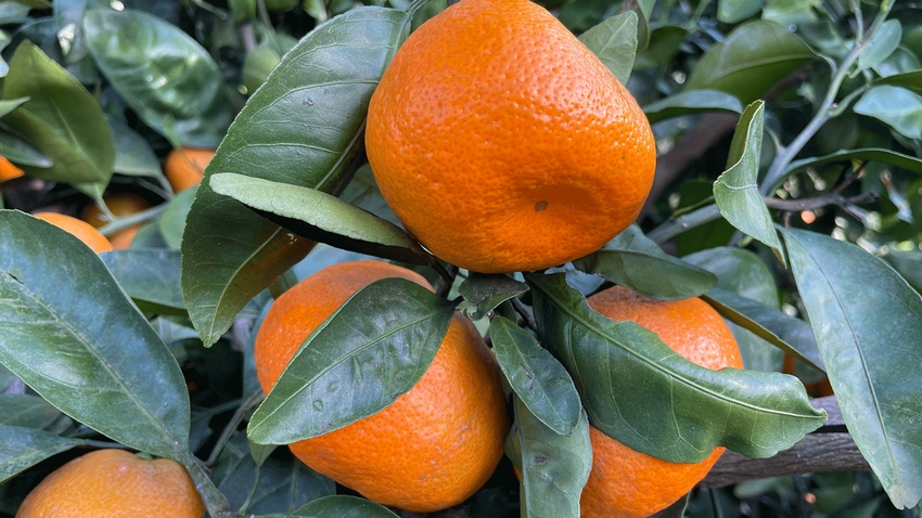 satsuma citrus