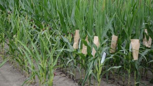  corn plants in various stages of breeding process