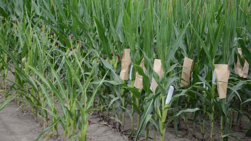  corn plants in various stages of breeding process