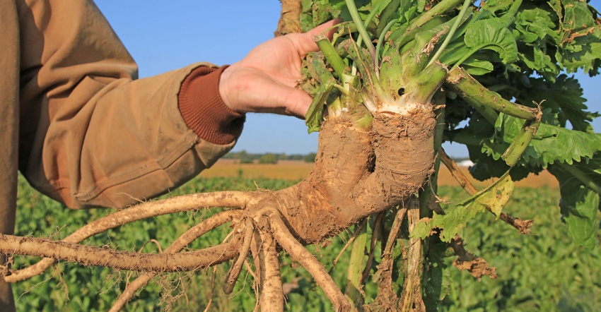 Jeff Heepke's arm holding large horseradish root