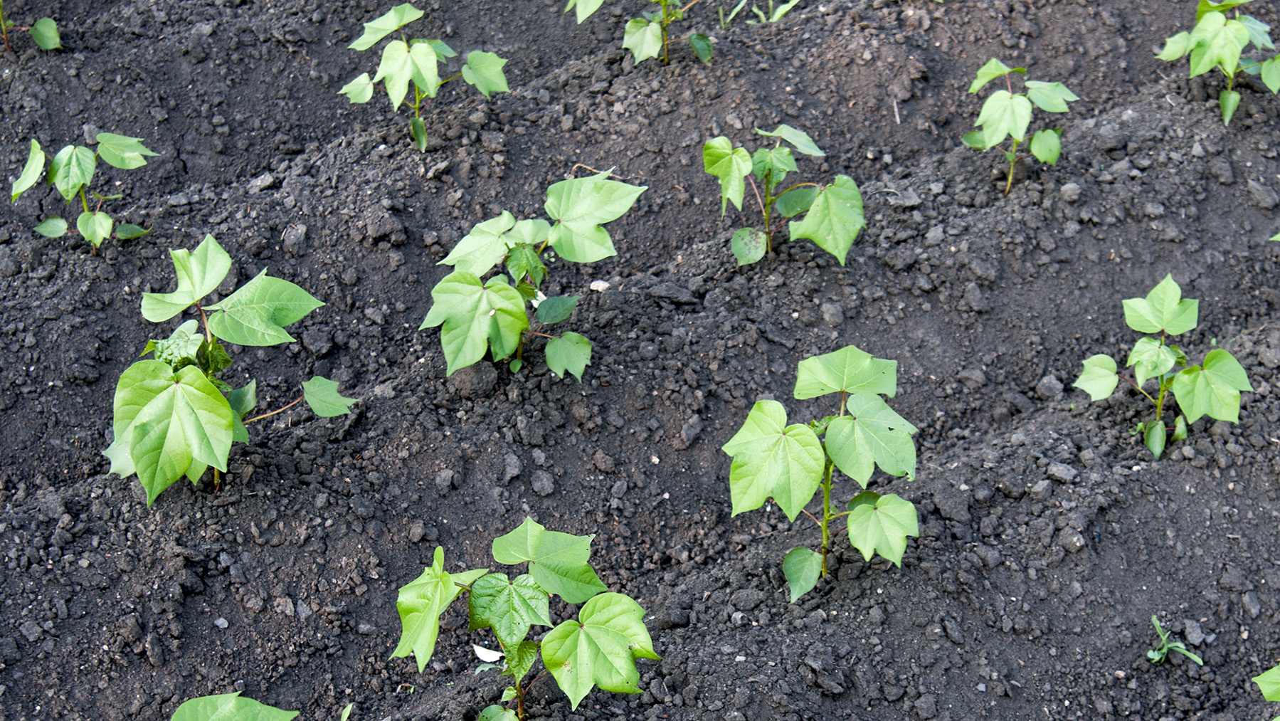 young cotton plants