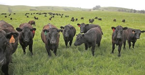 Getty-Images-Sullivan-Beef-Cattle.jpg