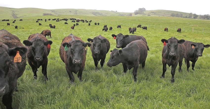 Getty-Images-Sullivan-Beef-Cattle.jpg Getty-Images-Sullivan-Beef-Cattle.jpg