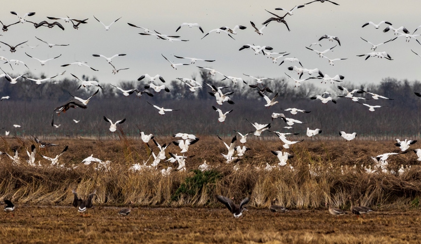 wfp-todd-fitchette-rice-country-birds-99-web.jpg