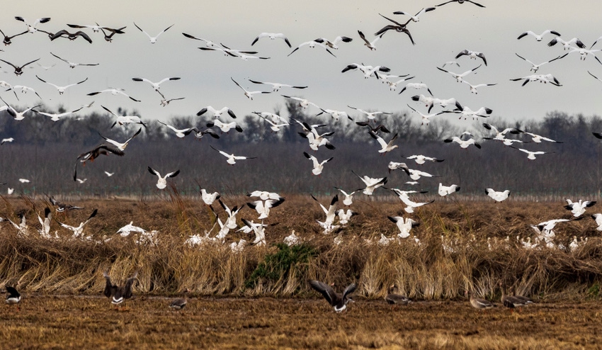 Waterfowl