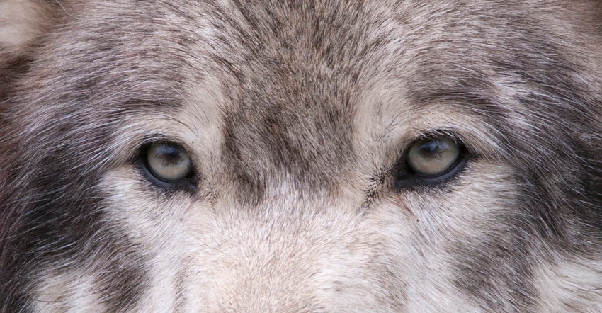 closeup of a wolf's eyes
