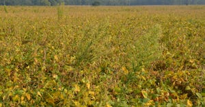 weed-infested soybean field