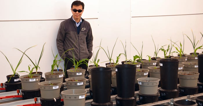 Yang Yang inside the growth chamber at Purdue University’s Controlled Environment Phenotyping Facility