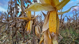 corn at harvest
