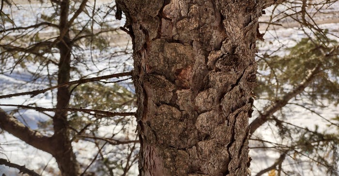 White spruce bark